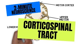 2Minute Neuroscience Corticospinal Tract [upl. by Oalsinatse]