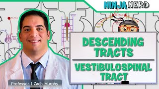 Neurology  Descending Tracts Vestibulospinal Tract [upl. by Nauqram895]