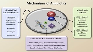 Mechanisms and Classification of Antibiotics Antibiotics  Lecture 3 [upl. by Archer221]