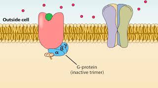 Ionotropic and Metabotropic Receptors [upl. by Terrell]