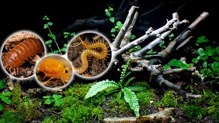 Exploring My LARGEST Ecosystem │ Large Woodland Terrarium  1 Month Update [upl. by Aleac883]