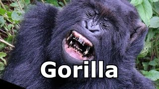 Gorilla Sounds amp Gorilla Pictures  The Sound A Gorilla Makes [upl. by Platas]