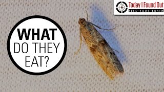 The Truth About Clothes Moths [upl. by Jacobson199]