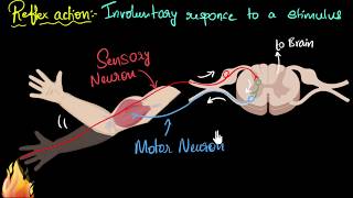 Reflex action amp reflex arc  Control amp Coordination  Biology  Khan Academy [upl. by Darwen554]