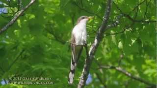 Yellowbilled Cuckoo [upl. by Tybald]