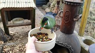 Witwang Toerako  White Cheeked Turaco  Tauraco Leucotis [upl. by Riha548]