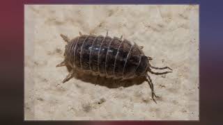 Armadillidiidae [upl. by Annairb14]