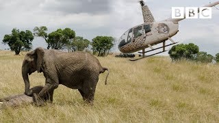 Elephants rescued by helicopter 🐘🚁  Equator from the Air  BBC [upl. by Vez]