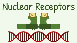 Nuclear Receptors amp Signaling Pathway [upl. by Dud]