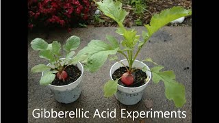 Gibberellic Acid  Plant Hormones Experiment [upl. by Harbed]