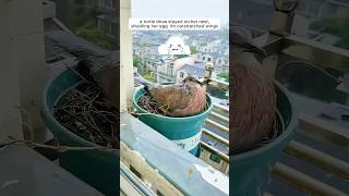 A woman supported a mother turtle dove in raising her chicks [upl. by Claybourne]