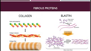 Globular Proteins and Fibrous Proteins Part 2 [upl. by Grady]