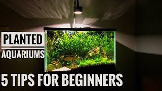 PLANTED AQUARIUMS FOR BEGINNERS 5 tips for lowtech tanks [upl. by Neveda]