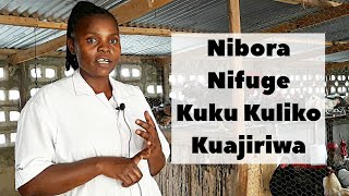 UFUGAJI WA KUKU CHOTARA HATUA KWA HATUA  NIBORA NIFUGE KUKU KULIKO KUAJIRIWA [upl. by Nohshan]