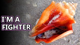 Conch facts snails with attitude  Animal Fact Files [upl. by Laurene]