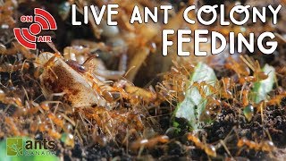 Live ANT COLONY Feeding [upl. by Ibbetson]