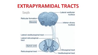 Extrapyramidal Tracts [upl. by Ludmilla]