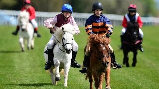 Shetland pony racing [upl. by Van780]