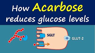 How Acarbose reduces glucose levels [upl. by Anuat275]