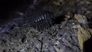 A pair of Pill bugs mating [upl. by Reldnahc]