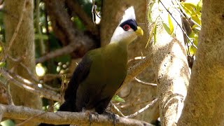 Whitecrested Turaco [upl. by Ydur]