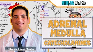 Endocrinology  Adrenal Medulla  Catecholamines [upl. by Renelle]