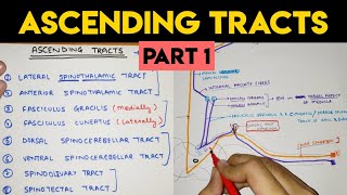 Ascending Tracts  1  Spinal Cord [upl. by Osrick]