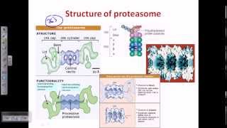 Ubiquitination protein degradation [upl. by Eenhat]