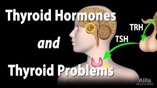 Thyroid Gland Hormones and Thyroid Problems Animation [upl. by Skillern]