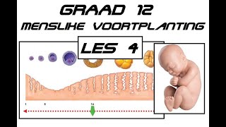 Lewenswetenskappe GR12 Menslike Voortplanting Les4 [upl. by Laurena452]