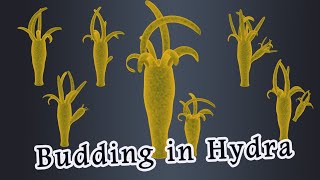 Budding in Hydra [upl. by Koch]