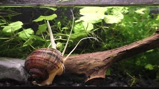 The Strange And Beautiful Mystery Snail [upl. by Gus]