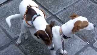 Jack Russel terrier mating [upl. by Dahl]