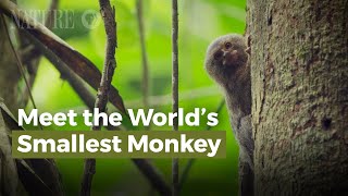 Meet the Worlds Smallest Monkey [upl. by Peggi413]