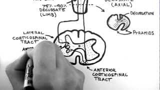 Spinal Pathways 4  Corticospinal Tract [upl. by Gonzalo]