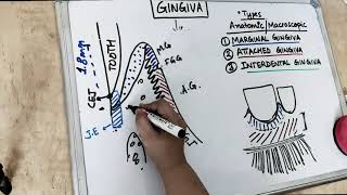 gingiva anatomy  part 1 Carranza [upl. by Airec724]