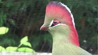 fischers turaco [upl. by Notsirhc]