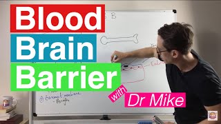 Blood Brain Barrier [upl. by Gimpel]