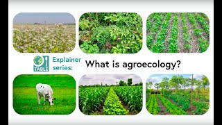 What is agroecology TABLE explainer video series [upl. by Yetac]