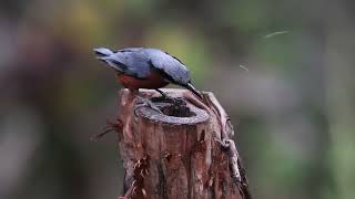 Nuthatch [upl. by Eesdnil]