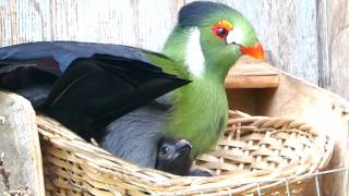 White cheeked Turaco with chicks  Happy Family [upl. by Nnylylloh711]