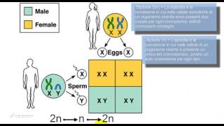 Test Medicina  Ereditarietà eterosomica [upl. by Rayna584]