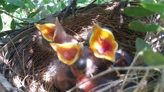 Blackbird nesting  from building the nest to leaving the nest [upl. by Omrelliug759]