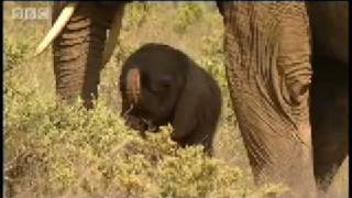 One day old baby elephant  BBC Animals [upl. by Annahvas]