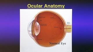 Glaucoma Causes Prevention and Treatment [upl. by Marquez781]