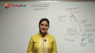 Corticospinal tractMotor TractDESCENDING TRACT [upl. by Ednew537]