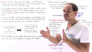 Synthesis of Glycogen [upl. by Aileve]