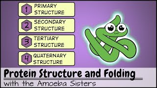 Protein Structure and Folding [upl. by Dorolice]