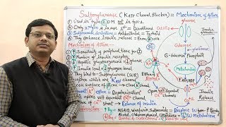 Diabetes Mellitus Part10 Mechanism of Action of Sulfonylurease  Antidiabetic Drugs  Diabetes [upl. by Faruq]