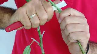 The Art of Plant Grafting Discover the Chip Budding Method [upl. by Lieberman173]